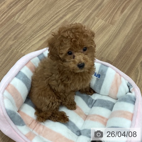 トイ・プードルの写真