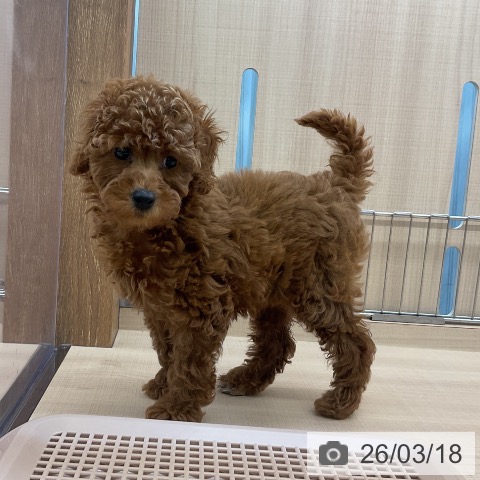 埼玉県のトイプードル(トイ) (ペッツワン 浦和美園店/2026年1月5日生まれ/女の子/レッド)の子犬の3枚目の画像