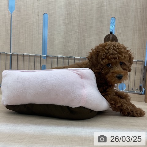 埼玉県のトイプードル(トイ) (ペッツワン 浦和美園店/2026年1月5日生まれ/女の子/レッド)の子犬の3枚目の画像