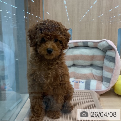 埼玉県のトイプードル(トイ) (ペッツワン 浦和美園店/2026年1月5日生まれ/女の子/レッド)の子犬の4枚目の画像