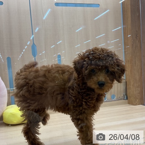 埼玉県のトイプードル(トイ) (ペッツワン 浦和美園店/2026年1月5日生まれ/女の子/レッド)の子犬の3枚目の画像