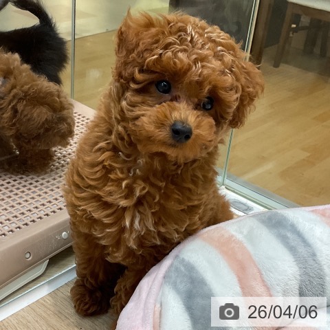 埼玉県のトイプードル(トイ) (ペットプラス ららぽーと新三郷店/2026年1月5日生まれ/男の子/レッド)の子犬の3枚目の画像