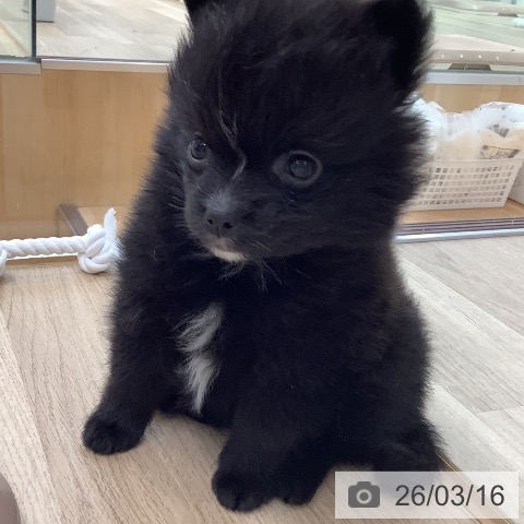 東京都のポメラニアン (ペットプラス 日の出店/2026年1月13日生まれ/男の子/ブラック)の子犬の3枚目の画像