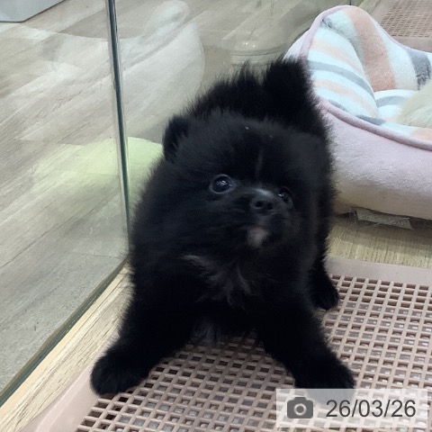 東京都のポメラニアン (ペットプラス 日の出店/2026年1月13日生まれ/男の子/ブラック)の子犬の4枚目の画像