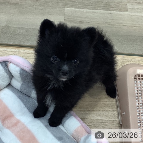 東京都のポメラニアン (ペットプラス 日の出店/2026年1月13日生まれ/男の子/ブラック)の子犬の3枚目の画像