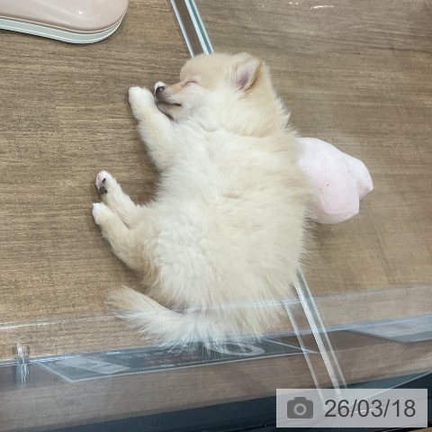 埼玉県のポメラニアン (ペッツワン 吉川美南店/2026年1月13日生まれ/男の子/クリーム)の子犬の4枚目の画像
