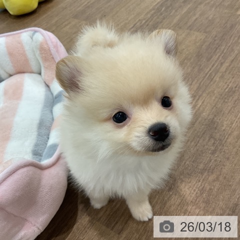 埼玉県のポメラニアン (ペッツワン 吉川美南店/2026年1月13日生まれ/男の子/クリーム)の子犬の3枚目の画像
