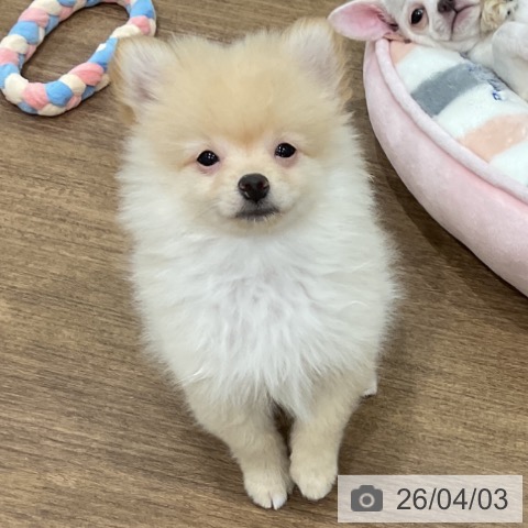 埼玉県のポメラニアン (ペッツワン 吉川美南店/2026年1月13日生まれ/男の子/クリーム)の子犬の3枚目の画像