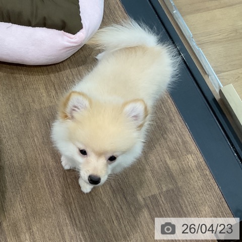 埼玉県のポメラニアン (ペッツワン 吉川美南店/2026年1月13日生まれ/男の子/クリーム)の子犬の3枚目の画像