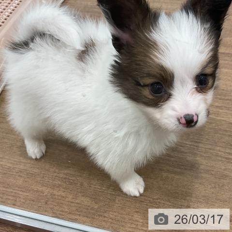 埼玉県のパピヨン (ペッツワン 吉川美南店/2026年1月12日生まれ/男の子/ホワイトブラウン)の子犬の4枚目の画像