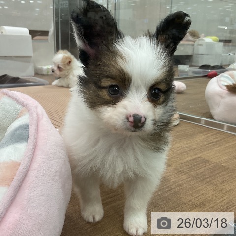 埼玉県のパピヨン (ペッツワン 吉川美南店/2026年1月12日生まれ/男の子/ホワイトブラウン)の子犬の3枚目の画像