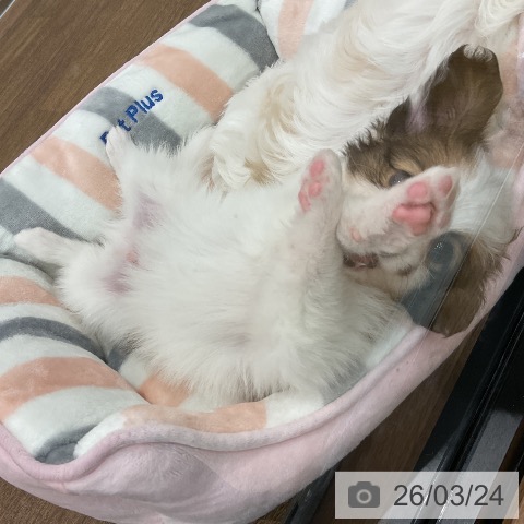 埼玉県のパピヨン (ペッツワン 吉川美南店/2026年1月12日生まれ/男の子/ホワイトブラウン)の子犬の4枚目の画像