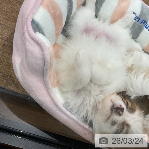 埼玉県のパピヨン (ペッツワン 吉川美南店/2026年1月12日生まれ/男の子/ホワイトブラウン)の子犬の3枚目の画像