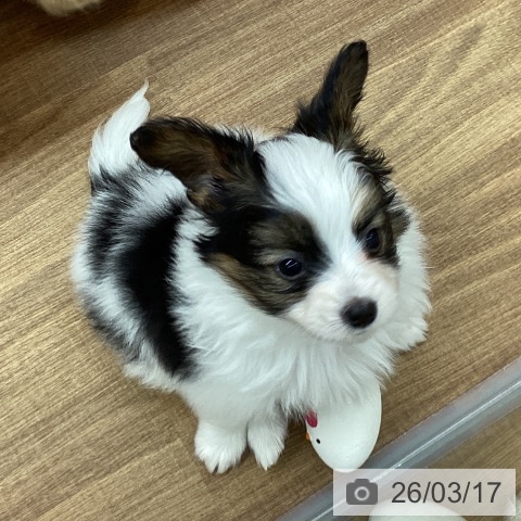パピヨンの写真