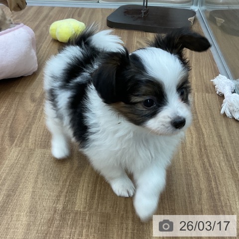 パピヨンの写真