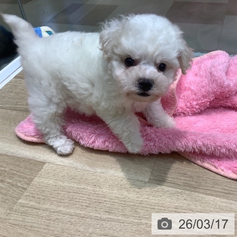 ビション・フリーゼの写真