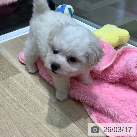 ビション・フリーゼの写真