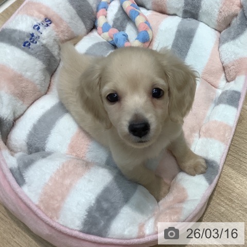 埼玉県のミニチュアダックスフンド(ロング) (ペットプラス ららぽーと新三郷店/2026年1月12日生まれ/男の子/イエロー)の子犬の3枚目の画像