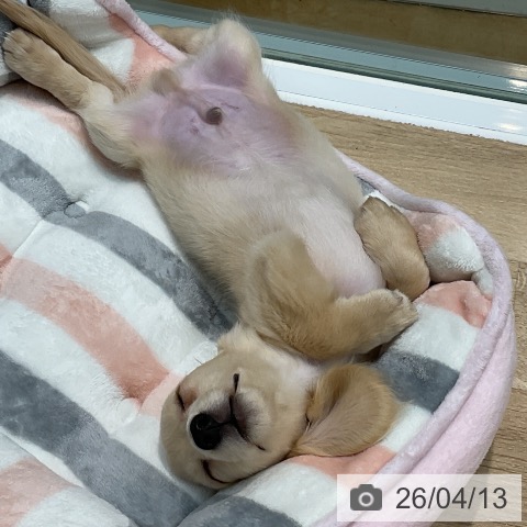 埼玉県のミニチュアダックスフンド(ロング) (ペットプラス ららぽーと新三郷店/2026年1月12日生まれ/男の子/イエロー)の子犬の4枚目の画像