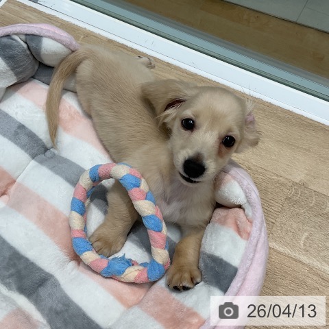 埼玉県のミニチュアダックスフンド(ロング) (ペットプラス ららぽーと新三郷店/2026年1月12日生まれ/男の子/イエロー)の子犬の3枚目の画像