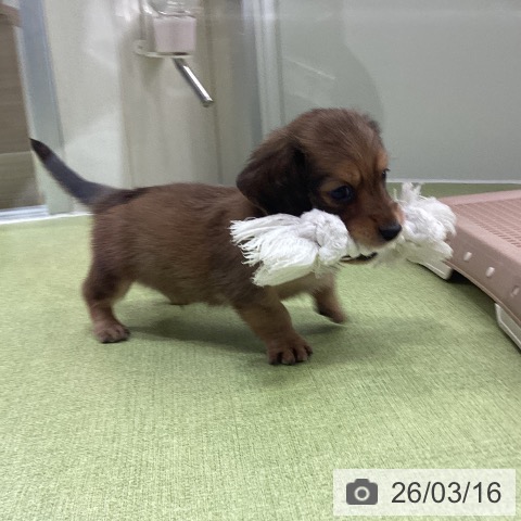 埼玉県のカニンヘンダックスフンド(ロング) (ペットプラス 川口店/2026年1月12日生まれ/男の子/レッド)の子犬の4枚目の画像