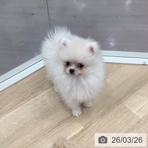 東京都のポメラニアン (ペットプラス 日の出店/2026年1月6日生まれ/女の子/クリーム)の子犬の4枚目の画像