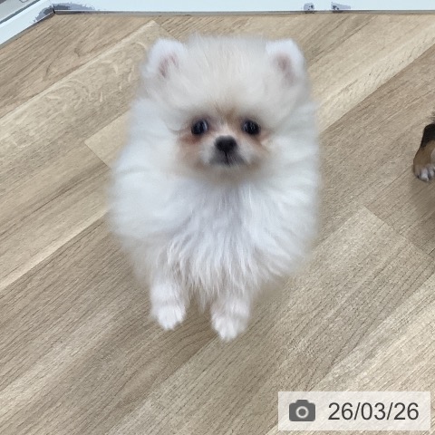 東京都のポメラニアン (ペットプラス 日の出店/2026年1月6日生まれ/女の子/クリーム)の子犬の3枚目の画像