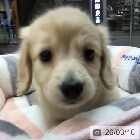 ミニチュア・ダックスフンドの写真