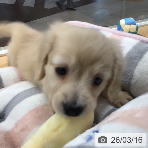 ミニチュア・ダックスフンドの写真