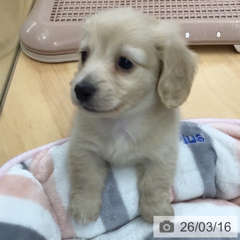 ミニチュア・ダックスフンドの写真