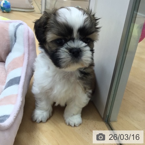 シー・ズーの写真