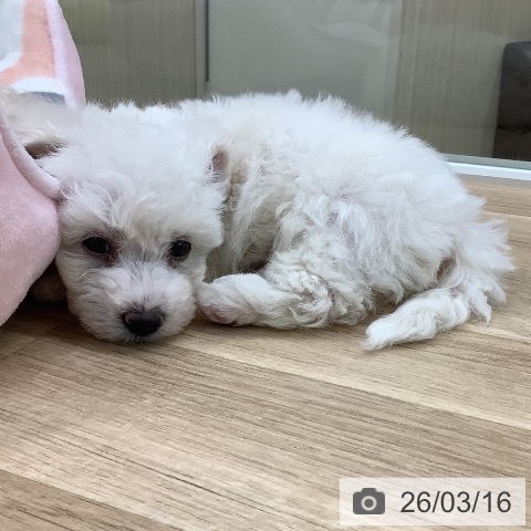 東京都のビションフリーゼ (ペットプラス 日の出店/2026年1月12日生まれ/男の子/ホワイト)の子犬の3枚目の画像