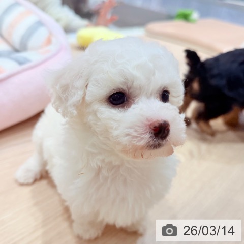 千葉県のビションフリーゼ (ペットプラス ユーカリが丘店/2026年1月12日生まれ/女の子/ホワイト)の子犬の3枚目の画像