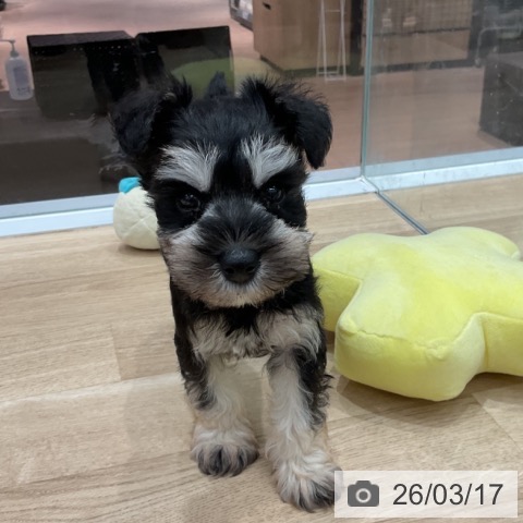 群馬県のミニチュアシュナウザー (ペットプラス イオンモール太田店/2026年1月6日生まれ/女の子/ブラックシルバー)の子犬の3枚目の画像