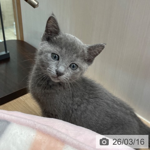 埼玉県のロシアンブルー (ペットプラス ららぽーと富士見店/2026年1月12日生まれ/女の子/ブルー)の子猫の3枚目の画像