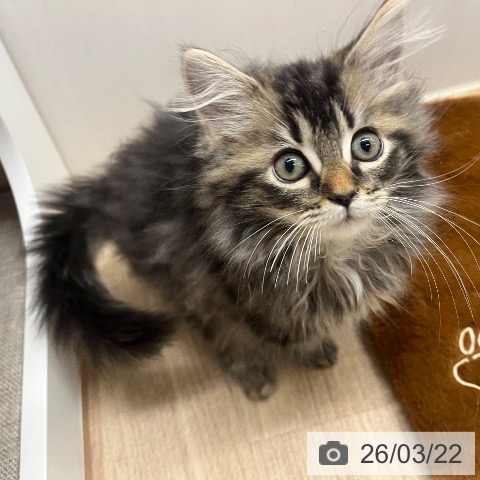 神奈川県のサイベリアン (ペットプラス 天王町店/2026年1月2日生まれ/女の子/ブラウンタビー)の子猫の4枚目の画像