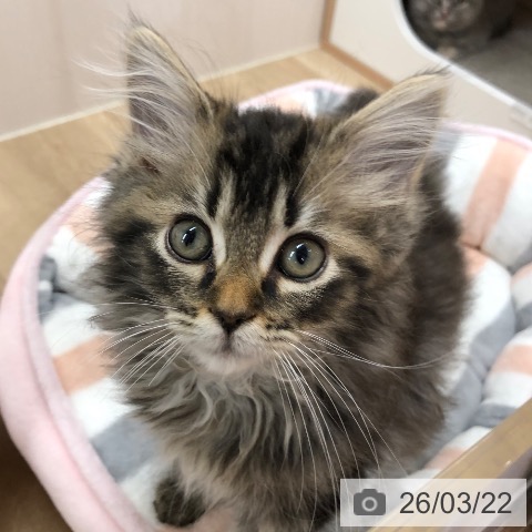 神奈川県のサイベリアン (ペットプラス 天王町店/2026年1月2日生まれ/女の子/ブラウンタビー)の子猫の3枚目の画像