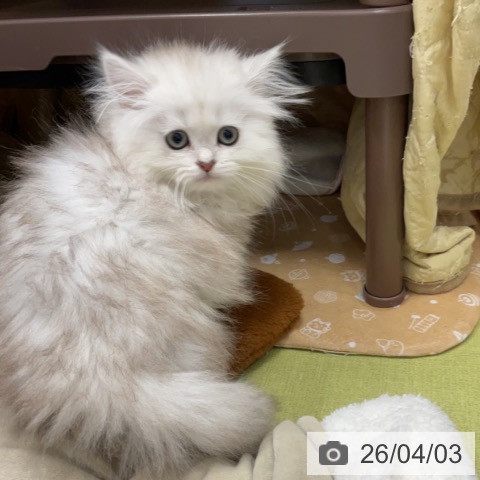 埼玉県のペルシャ (ペットプラス 浦和美園店/2026年1月9日生まれ/女の子/チンチラシルバー)の子猫の4枚目の画像