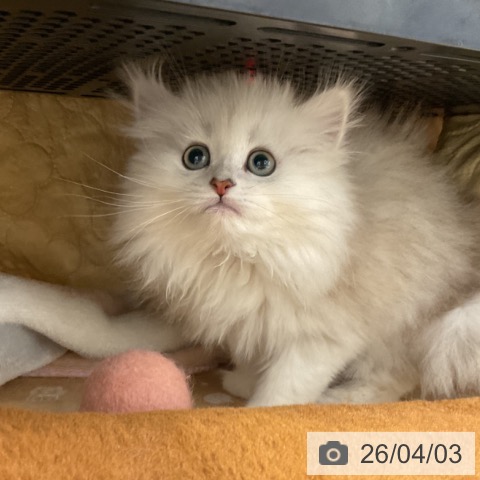 埼玉県のペルシャ (ペットプラス 浦和美園店/2026年1月9日生まれ/女の子/チンチラシルバー)の子猫の3枚目の画像