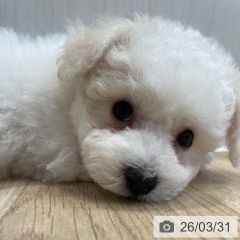 神奈川県のビションフリーゼ (ペットプラス テラスモール湘南店/2026年1月13日生まれ/女の子/ホワイト)の子犬の4枚目の画像