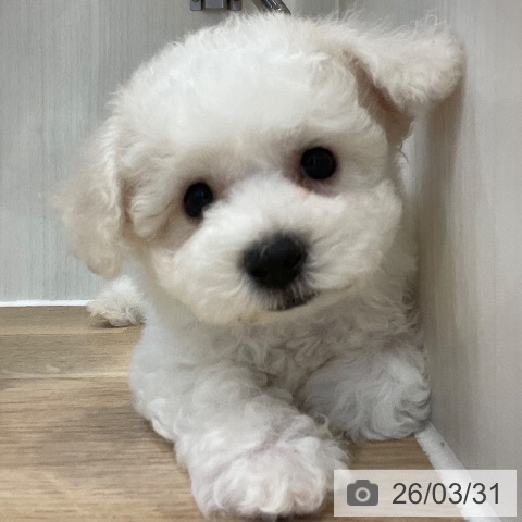 神奈川県のビションフリーゼ (ペットプラス テラスモール湘南店/2026年1月13日生まれ/女の子/ホワイト)の子犬の3枚目の画像