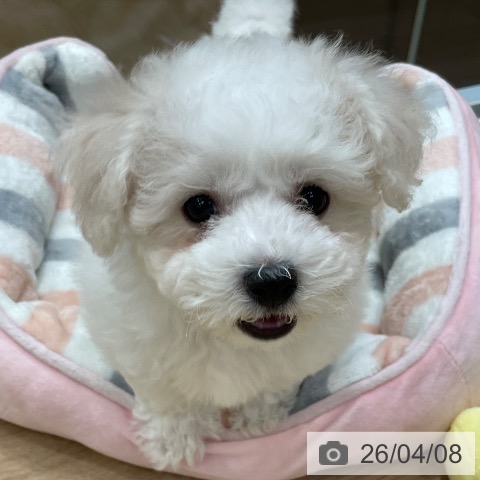 神奈川県のビションフリーゼ (ペットプラス テラスモール湘南店/2026年1月13日生まれ/女の子/ホワイト)の子犬の3枚目の画像