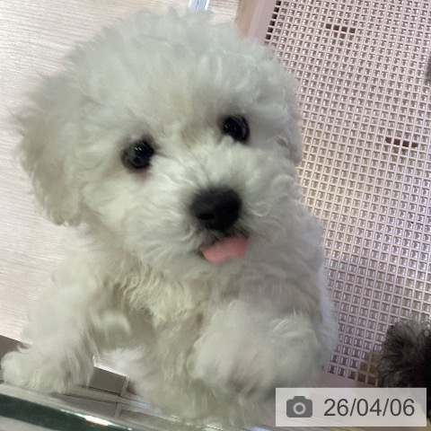 神奈川県のビションフリーゼ (ペットプラス 新百合丘店/2026年1月13日生まれ/男の子/ホワイト)の子犬の4枚目の画像