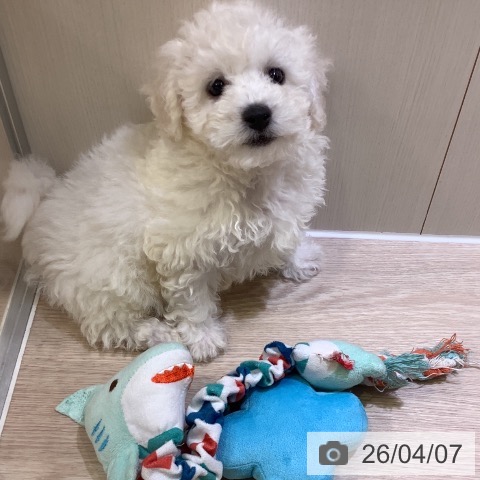 神奈川県のビションフリーゼ (ペットプラス 新百合丘店/2026年1月13日生まれ/男の子/ホワイト)の子犬の3枚目の画像