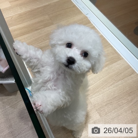 神奈川県のビションフリーゼ (ペットプラス 湘南平塚店/2026年1月13日生まれ/男の子/ホワイト)の子犬の4枚目の画像