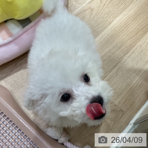 神奈川県のビションフリーゼ (ペットプラス 湘南平塚店/2026年1月13日生まれ/男の子/ホワイト)の子犬の4枚目の画像