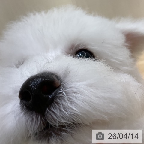 神奈川県のビションフリーゼ (ペットプラス 湘南平塚店/2026年1月13日生まれ/男の子/ホワイト)の子犬の4枚目の画像