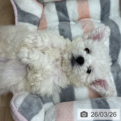 ビション・フリーゼの写真