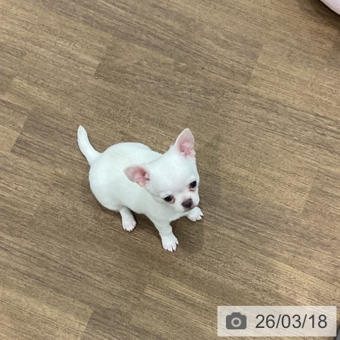 埼玉県のチワワ(ロング) (ペッツワン 吉川美南店/2026年1月12日生まれ/男の子/クリーム)の子犬の4枚目の画像