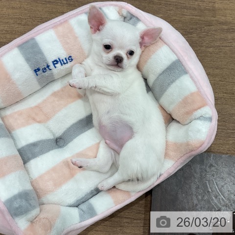 埼玉県のチワワ(ロング) (ペッツワン 吉川美南店/2026年1月12日生まれ/男の子/クリーム)の子犬の3枚目の画像